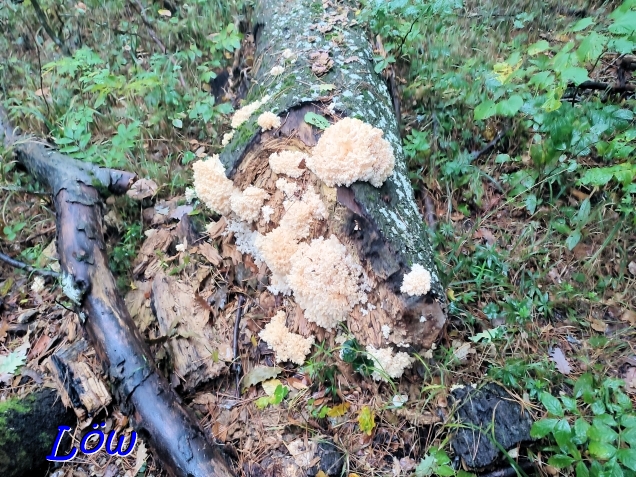 10.10.2024 - Baumpilze